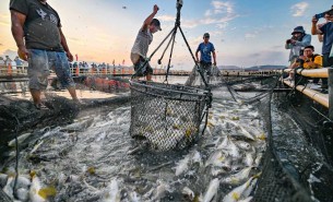  活魚配重新突破 —— 高效多頭組合秤技術(shù)